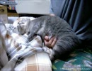 【夜な夜な猫集会】片手間に灰子