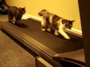 ルームランナーを疾走するぬこ