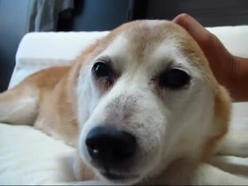 みかんコロコロ（１２年１１月５日）