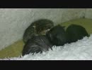 子猫のぬこぬこ日記　生後１６日目