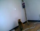 鳴き声が変