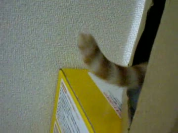 拾いねこ＠生後123日目　1日で芋虫が団子三兄弟になってしまったｗ