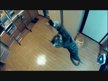 けしからん猫の垂直跳びには。。。【補足説明＆予告編】