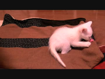 くるねこ大和　20121106　胡ざかな隊と胡てつ