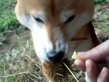 いが栗を離さない柴犬にチーズをあげてみた