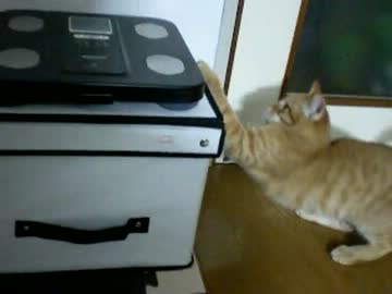 拾いねこ＠生後124日目　トレーナーの中にいるとおとなしいアコにょん