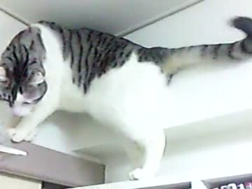 器用にUターンする猫