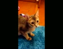 オスカーがゆるやかにヘドバン