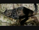 比叡【金剛型猫】