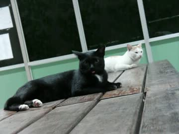 ミニ四駆大会にいくぞおー　その①