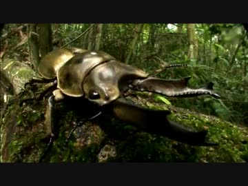 巨大昆虫の世界 ～密林に幻の黄金クワガタを追う～ (01 of 04)
