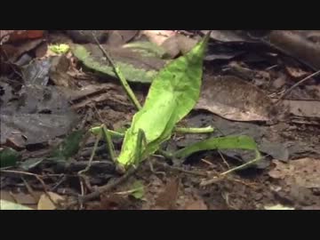 巨大昆虫の世界 ～密林に幻の黄金クワガタを追う～ (02 of 04)