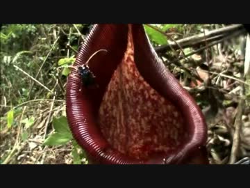 巨大昆虫の世界 ～密林に幻の黄金クワガタを追う～ (03 of 04)