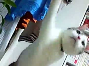 高速猫パンチ