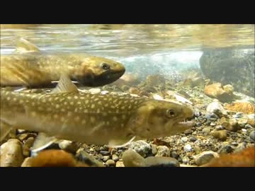 【60㎝】釣りキチが大イワナの産卵を覗きに秋の山へ突撃してきた。