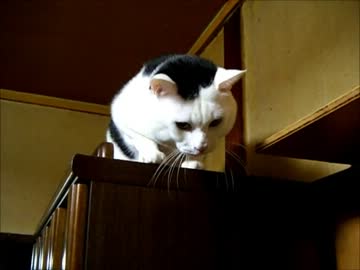 牛柄猫家族４０ ～なぜ登るのか～