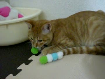 拾いねこ＠生後126日目　アコと二人の最後の夜、なんかしみじみ・・。