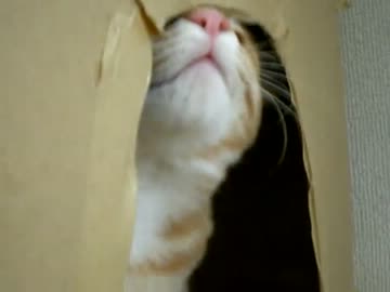 拾いねこ＠生後127日目part1　あと少しで相方様ご来訪～。