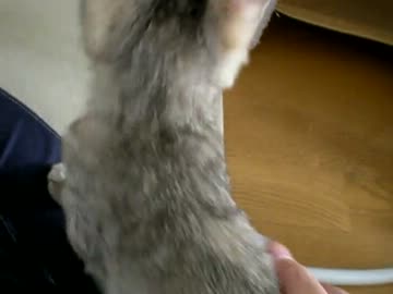 拾いねこ＠生後127日目part2　この後姿は！