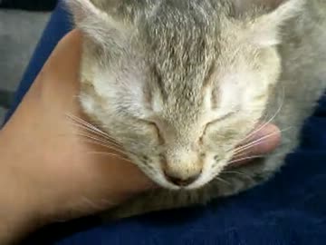 拾いねこ＠生後127/94日目part3　つくね（仮）ちゃんおんりー動画