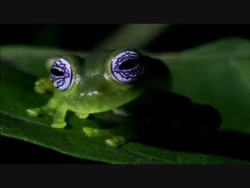 ジャングル(熱帯雨林)・緑の魔境 (01 of 02)