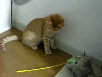 拾いねこ＠生後127/94日目part4　少しは仲良くなってきたかな～