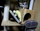 ただ猫が右往左往してるだけ
