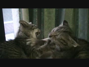 嘘泣きの得意な妹猫のチョコと、お姉ちゃん猫のモカのお気に場所争奪戦