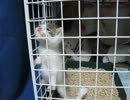プリズンブレイクを試みる子猫