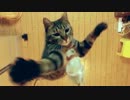 けしからん猫の垂直跳びには敵わない。