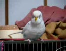 着地に失敗したセキセイインコさん(´･ω･`)