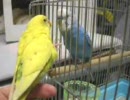 セキセイインコ　　ちび　　お友達見つけたっぽい