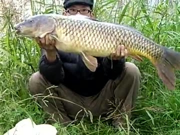 【ニコニコ鯉釣りダービー】藻煮た　暫定1位！97cmの巨鯉を釣る (ﾟﾛﾟ;