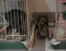 猫だ！ＰＡＲＫの姉妹店？【猫だ！カフェ】その5