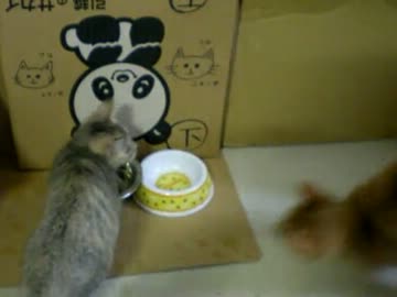 拾いねこ＠生後128/95日目part1　運動会の片鱗を味わってます