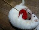 うちのいたち５