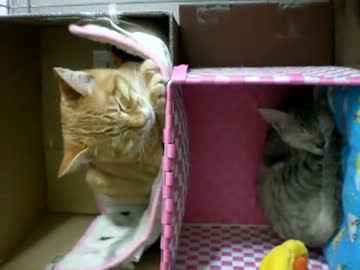 拾いねこ＠生後128/95日目番外編　子竜（仕事で）留守中の出来事