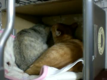 拾いねこ＠生後128/95日目part2　ふたりでハート作ってますね！