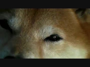 柴犬ジロー　13.8kg