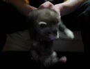 【フェレット】そら大暴れ