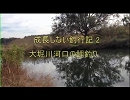【ニコニコ鯉釣りダービー】成長しない釣行記 2　大堀川河口の鯉釣り
