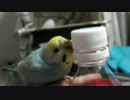 我が家のインコさんがある日突然ペットボトルの蓋を開け始めた