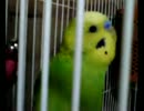 ピーちゃん鳩ぽっぽ.3gp