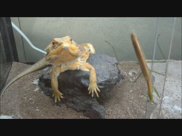 トカゲたちにカマキリを見せると･･･