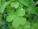 rain stops,good-bye　歌ってみた