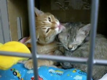 拾いねこ＠生後129/96日目part3　その後のふたり