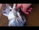 仔猫、保護った