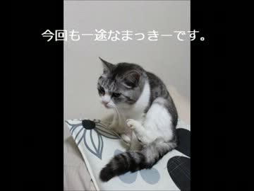 マッキーは今日も一途です