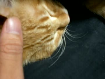 拾いねこ＠生後130/97日目　今日は別々で～。