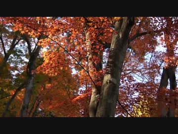 四国霊場札所　大窪寺の紅葉２０１２